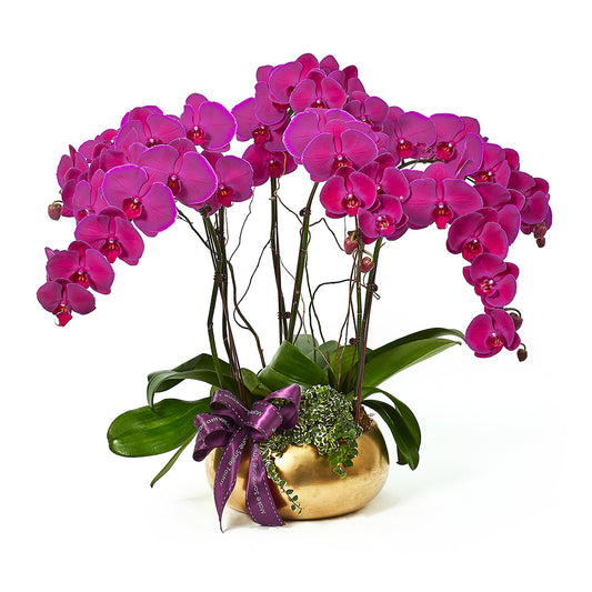 Golden Returns (A) - Purple Phalaenopsis