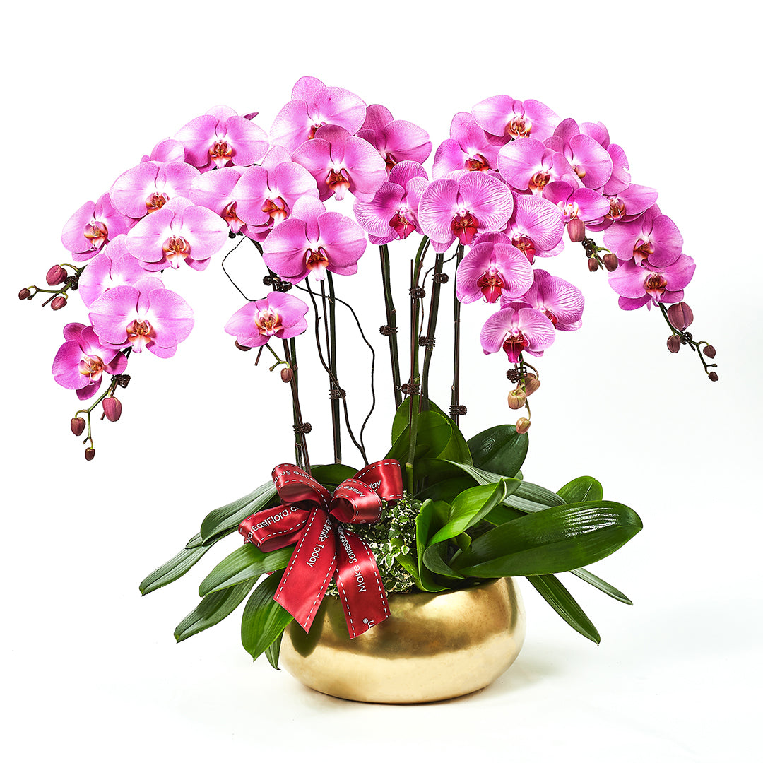 Golden Returns (B) - Pink Phalaenopsis