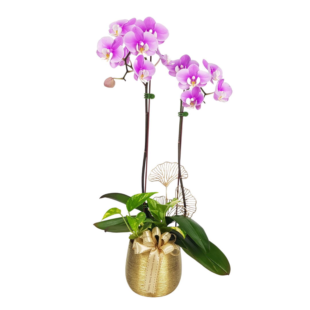 MYPH01 - Phalaenopsis Orchid