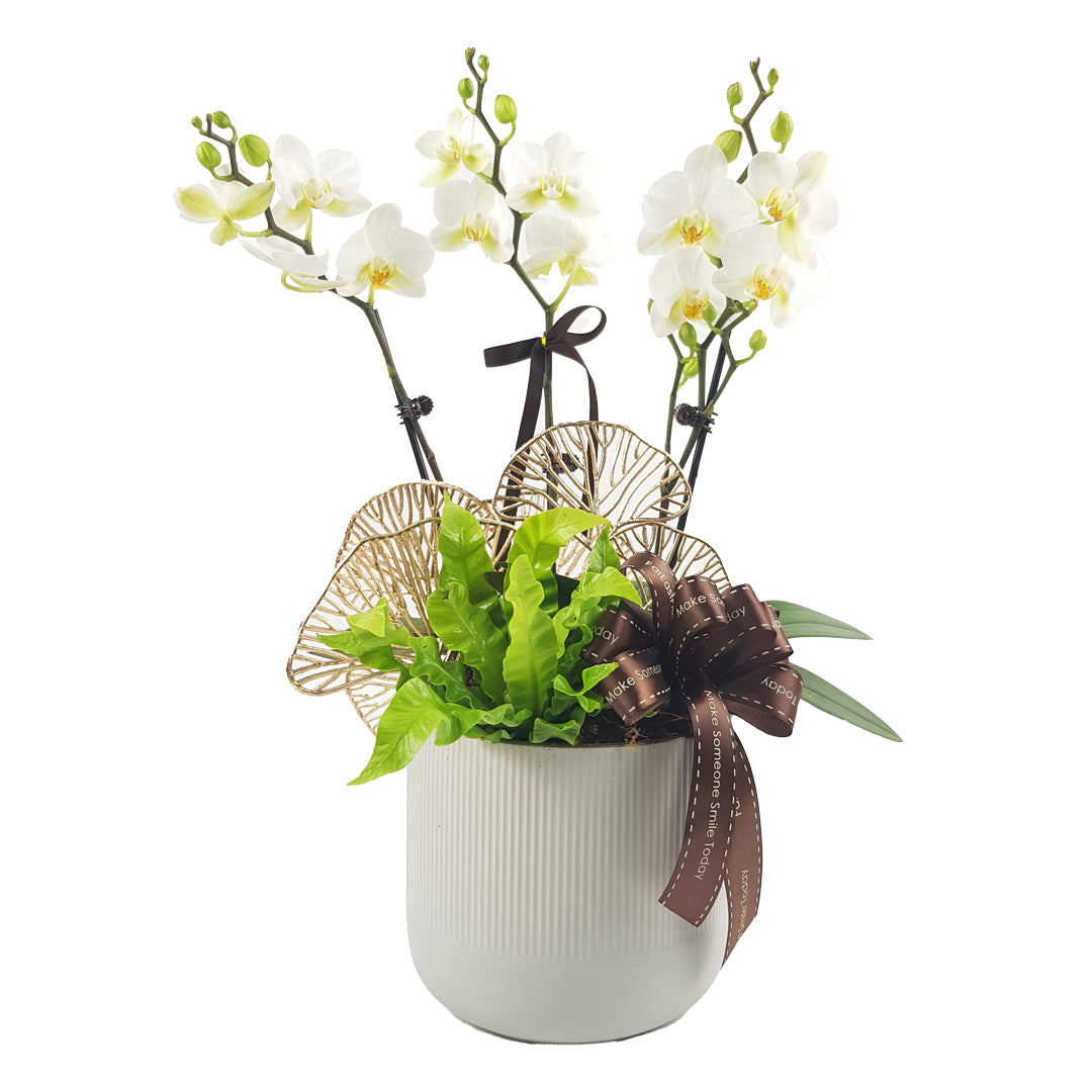 MYPH08 Phalaenopsis Mini - White