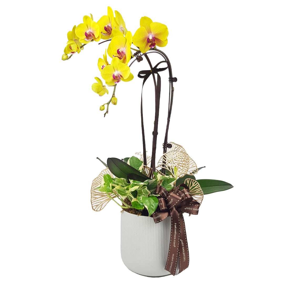 MYPH10 Phalaenopsis - Yellow