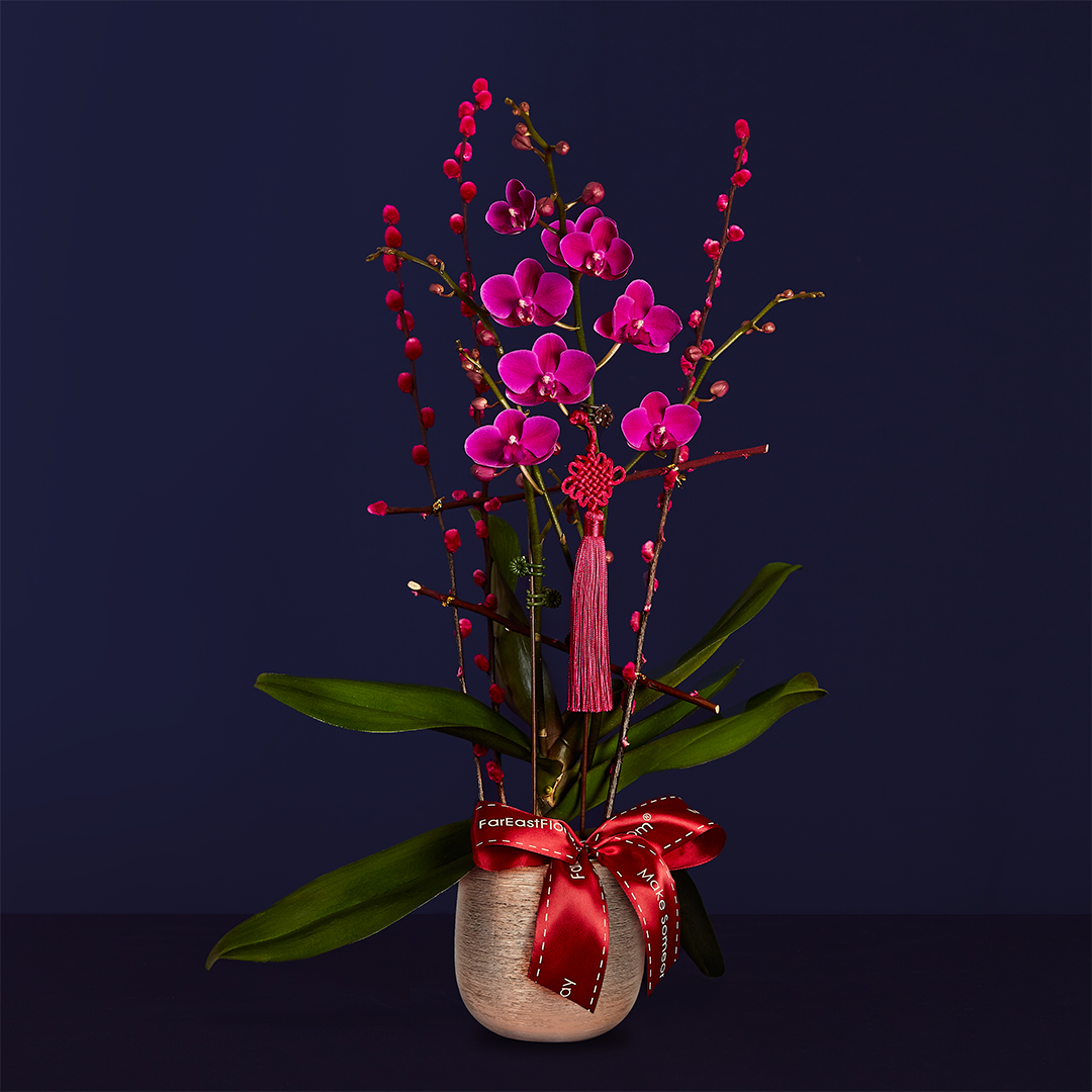 Double Happiness – Phalaenopsis