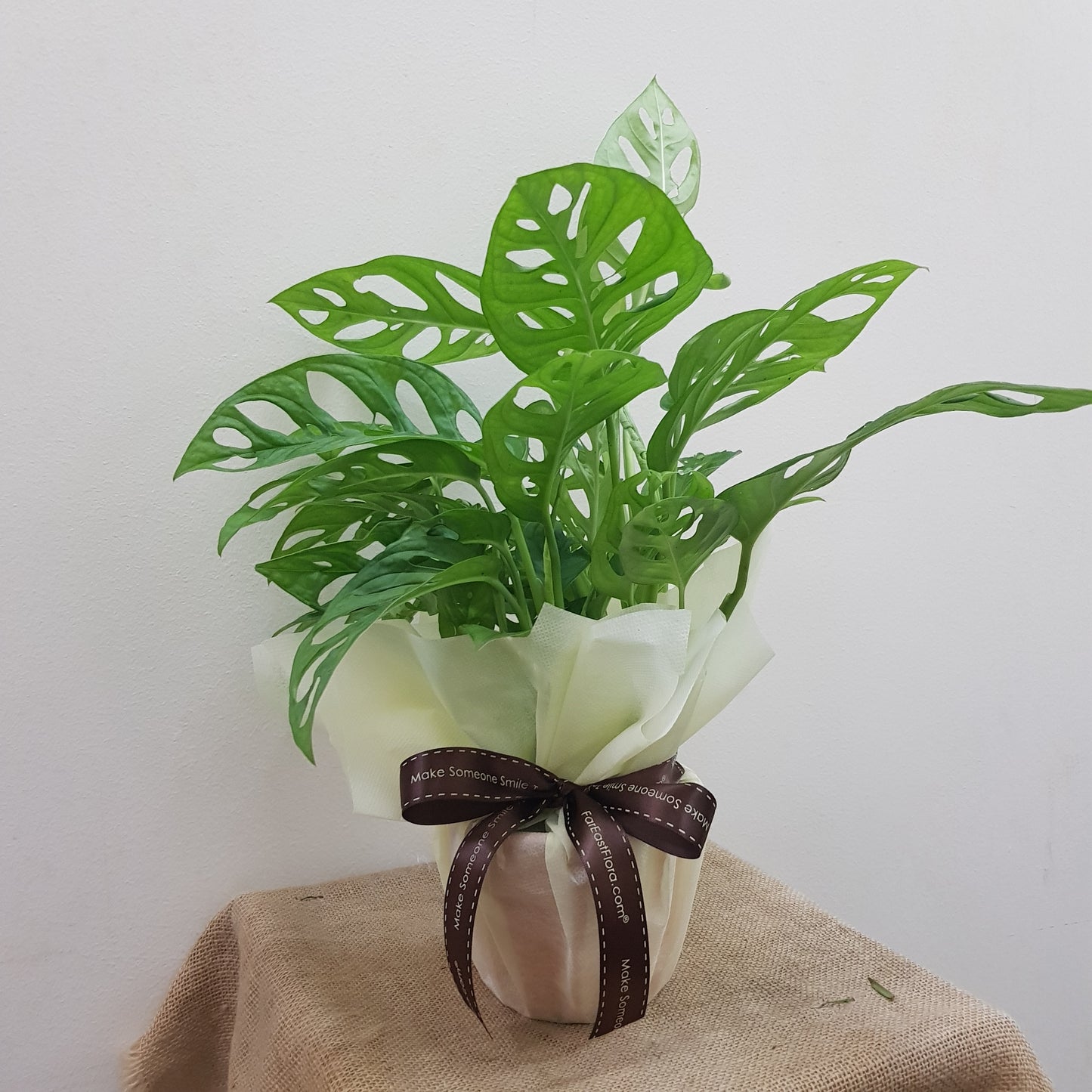 Monstera Plant Arrangement | Far East Flora Malaysia