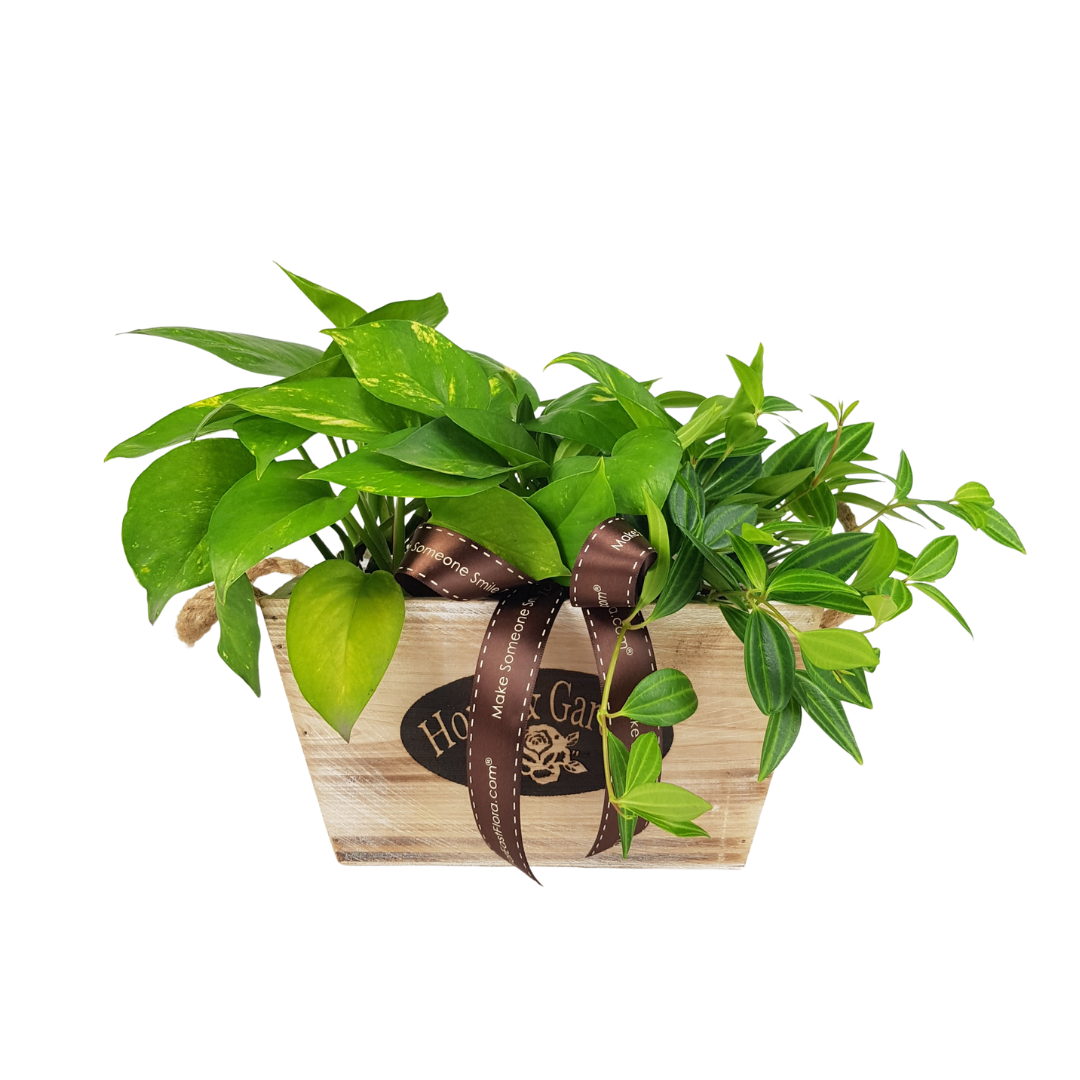 MYLD32 - Plant Arrangements With Wooden Basket (M)