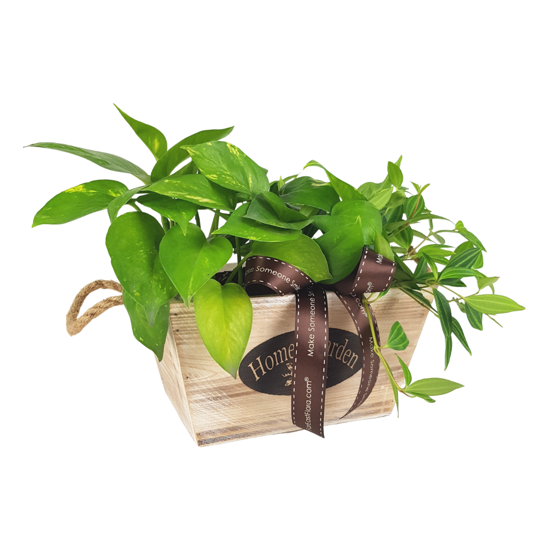 MYLD32 - Plant Arrangements With Wooden Basket (M)