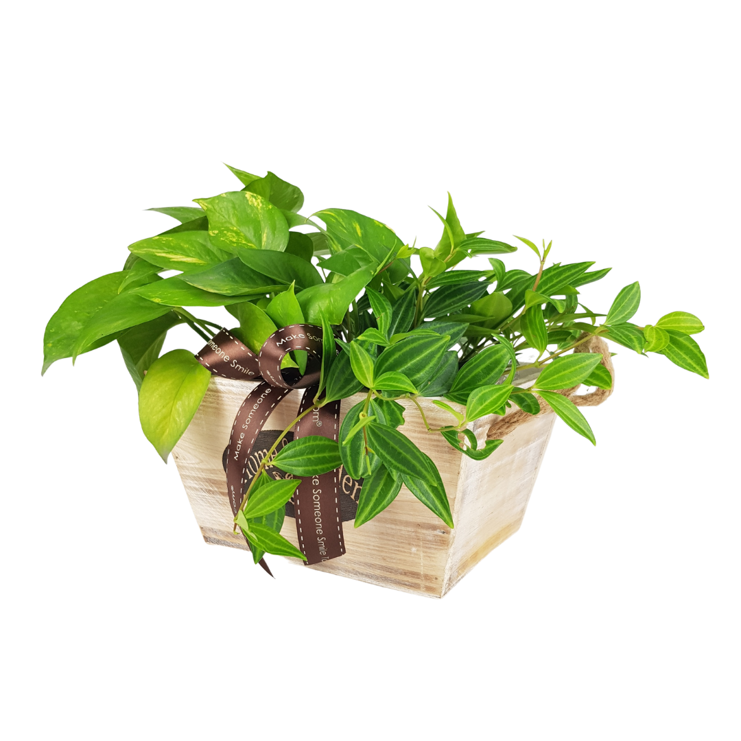 MYLD32 - Plant Arrangements With Wooden Basket (M)