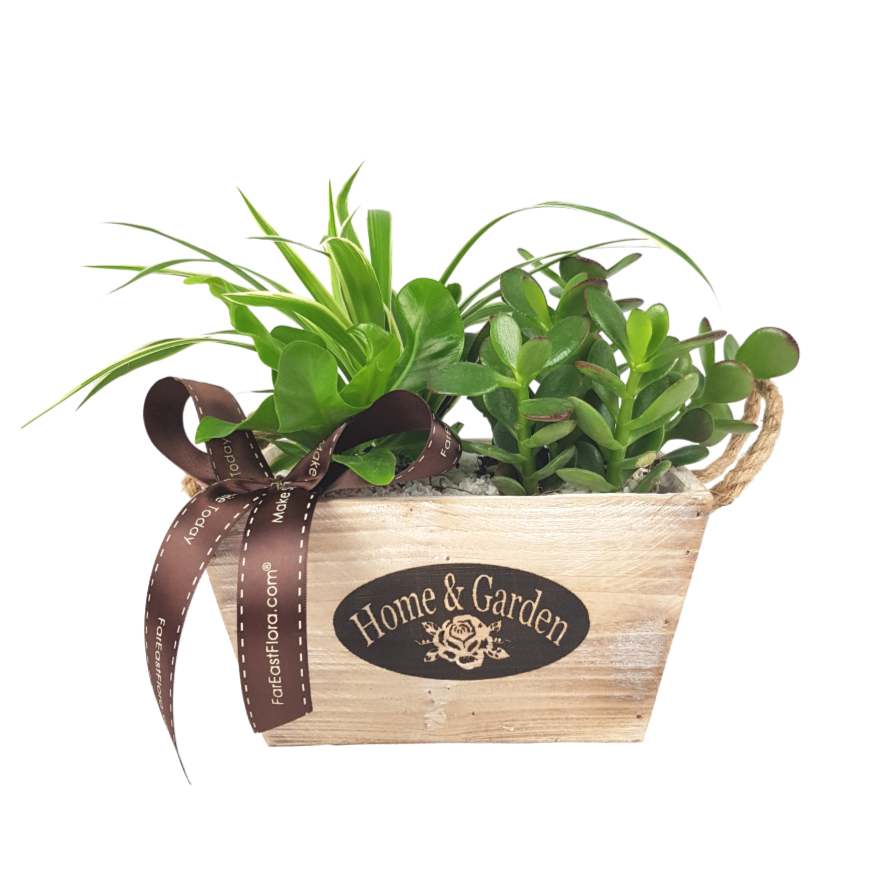 MYLD33 - Plant Arrangements With Wooden Basket (S)