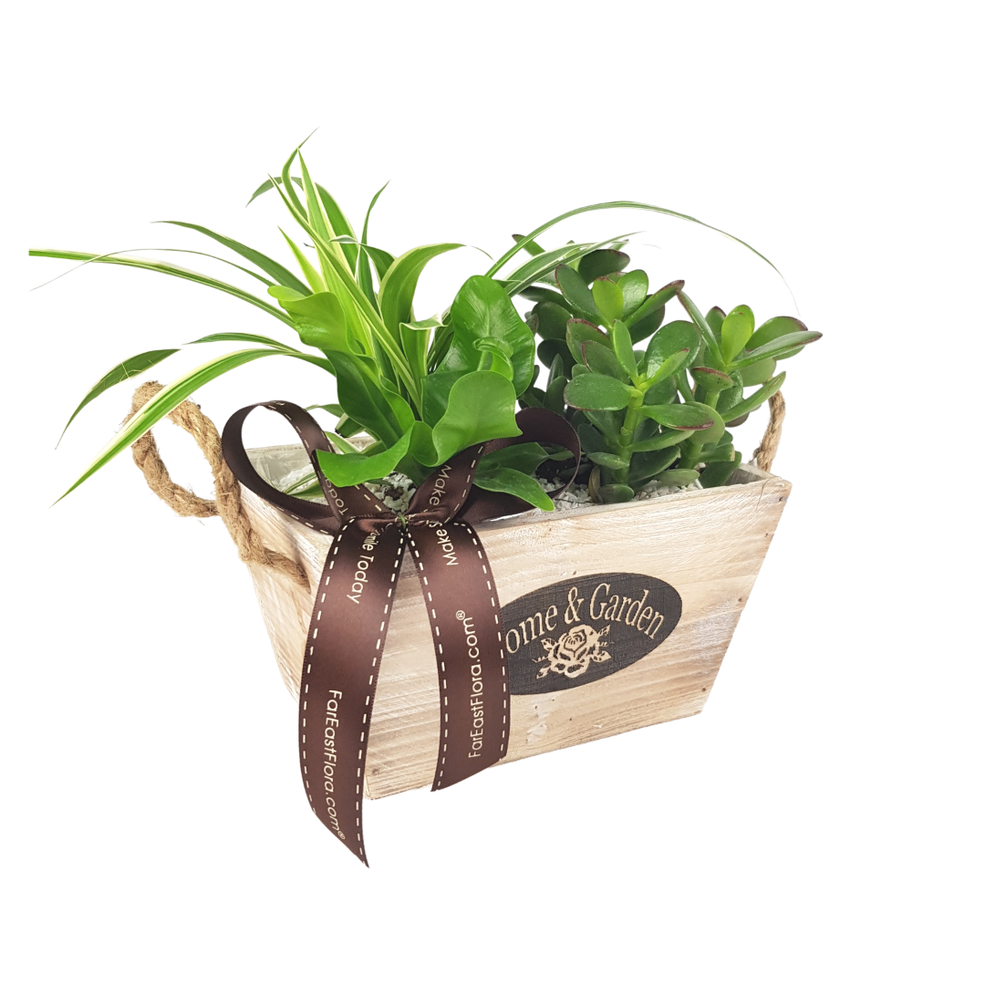 MYLD33 - Plant Arrangements With Wooden Basket (S)