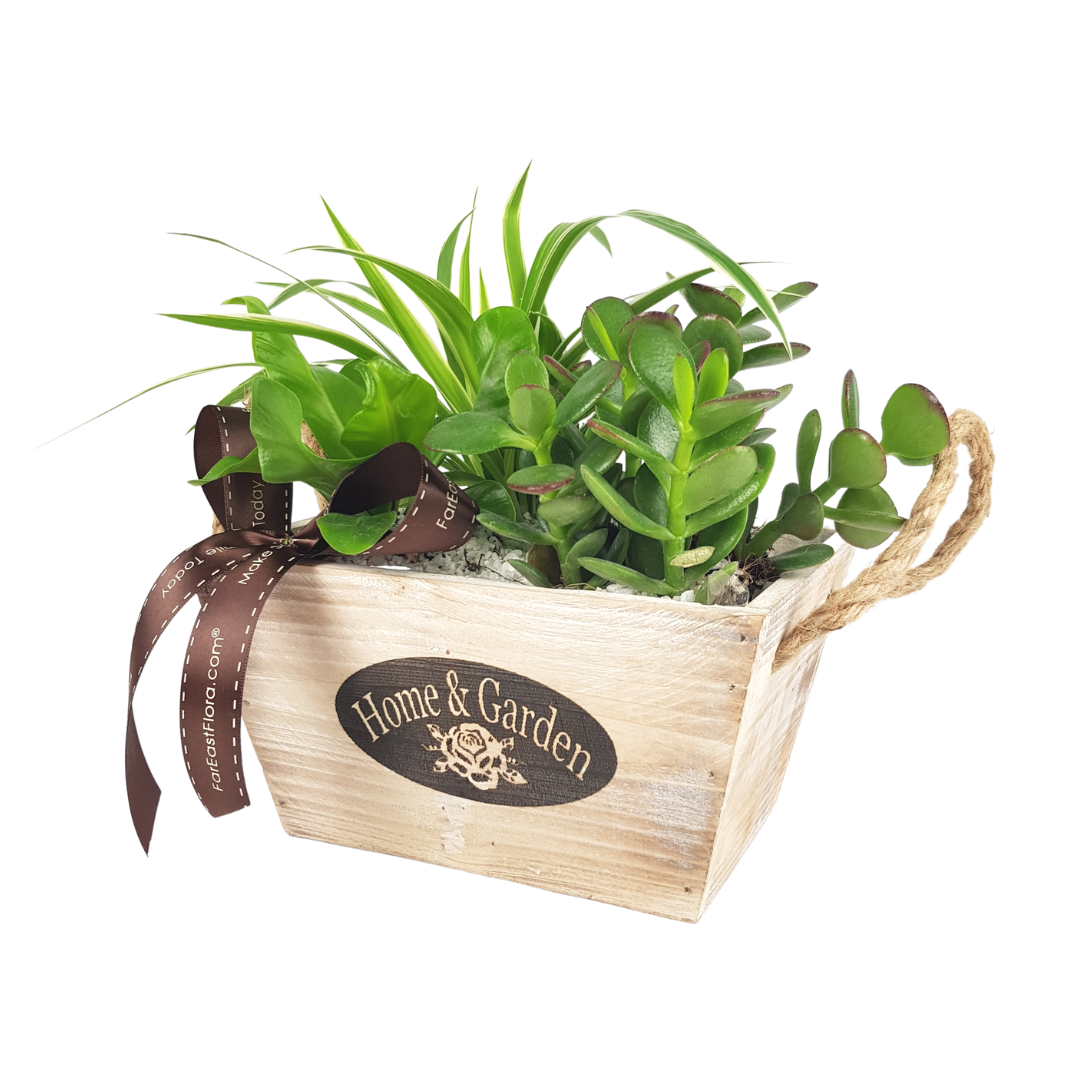 MYLD33 - Plant Arrangements With Wooden Basket (S)