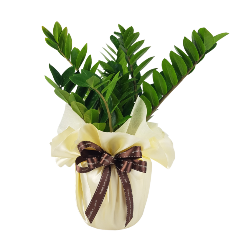 MYLD37 - Zamioculcas Plant Arrangement C