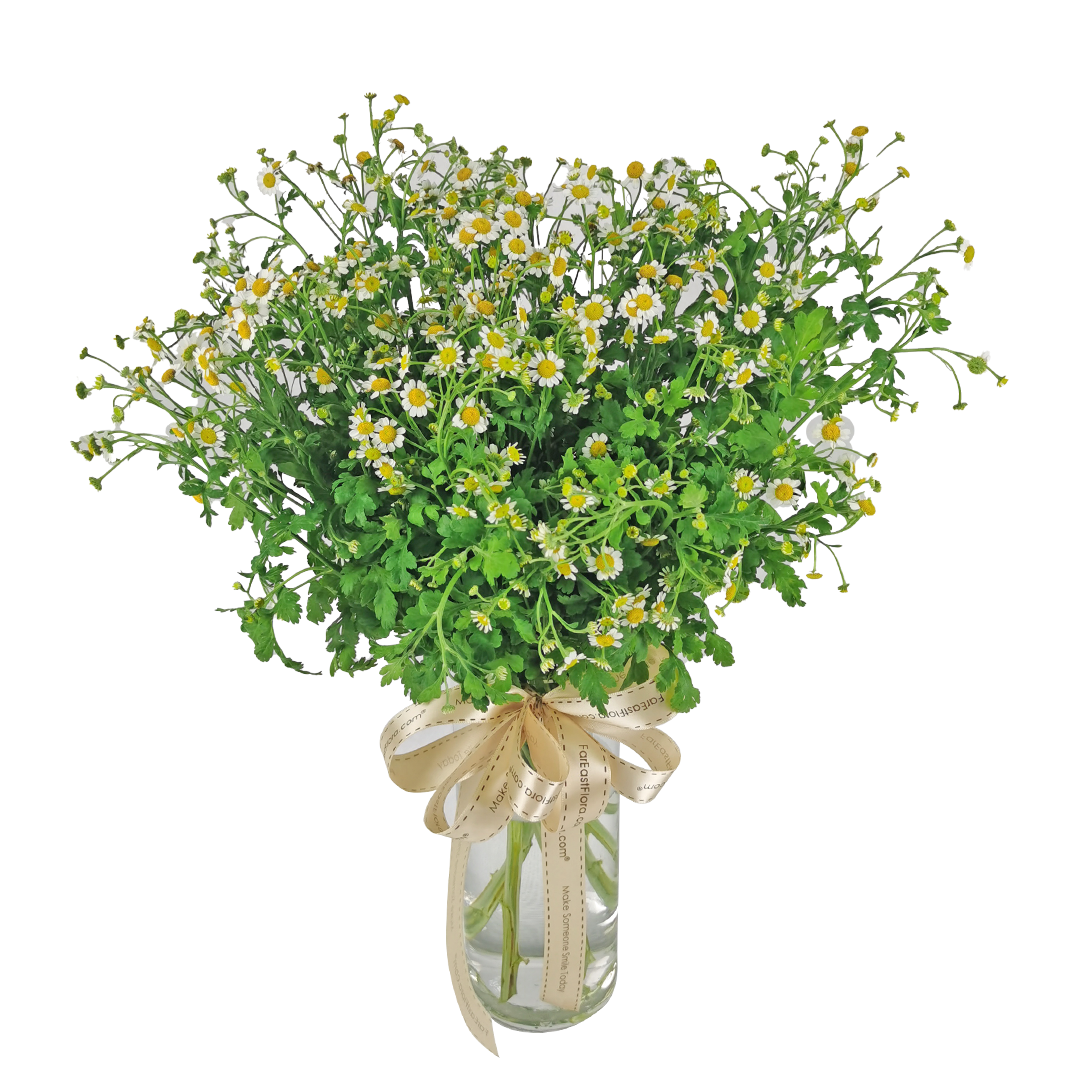 Chamomile Flower Arrangement | Far East Flora Malaysia